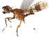 (Cardiacephala bulla - CCDB-29054-C03)  @14 [ ] CreativeCommons - Attribution (2016) CBG Photography Group Centre for Biodiversity Genomics