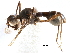  (Cardiacephala acuminata - CCDB-29054-C04)  @11 [ ] CreativeCommons - Attribution (2016) CBG Photography Group Centre for Biodiversity Genomics