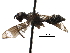  ( - CCDB-29054-D08)  @12 [ ] CreativeCommons - Attribution (2016) CBG Photography Group Centre for Biodiversity Genomics