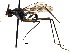  (Ptilosphen crassus - CCDB-29054-E02)  @11 [ ] CreativeCommons - Attribution (2016) CBG Photography Group Centre for Biodiversity Genomics
