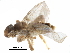  ( - CCDB-29054-H08)  @11 [ ] CreativeCommons - Attribution (2016) CBG Photography Group Centre for Biodiversity Genomics