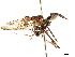  ( - INBIO0004442497)  @11 [ ] CreativeCommons - Attribution (2019) CBG Photography Group Centre for Biodiversity Genomics
