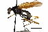  (Mesoconius epandribarba - Sample-demo06)  @11 [ ] CreativeCommons - Attribution (2018) CBG Photography Group Centre for Biodiversity Genomics
