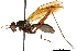  (Mesoconius hirsutimamma - Sample-demo07)  @11 [ ] CreativeCommons - Attribution (2018) CBG Photography Group Centre for Biodiversity Genomics