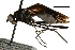  (Mesoconius pasachoa - Sample-demo08)  @11 [ ] CreativeCommons - Attribution (2018) CBG Photography Group Centre for Biodiversity Genomics