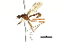  (Mesoconius azteca - Sample-demo09)  @11 [ ] CreativeCommons - Attribution (2018) CBG Photography Group Centre for Biodiversity Genomics