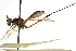  (Mesoconius obtusiconus - Sample-demo11)  @11 [ ] CreativeCommons - Attribution (2018) CBG Photography Group Centre for Biodiversity Genomics