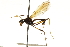  (Mesoconius gelbifacies - Sample-demo16)  @11 [ ] CreativeCommons - Attribution (2018) CBG Photography Group Centre for Biodiversity Genomics