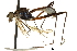  (Mesoconius zamora - Sample-demo17)  @11 [ ] CreativeCommons - Attribution (2018) CBG Photography Group Centre for Biodiversity Genomics