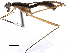  (Nestima pleuralis - Sample-demo52)  @11 [ ] CreativeCommons - Attribution (2018) CBG Photography Group Centre for Biodiversity Genomics