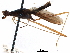  (Nestima polita - Sample-demo54)  @11 [ ] CreativeCommons - Attribution (2018) CBG Photography Group Centre for Biodiversity Genomics