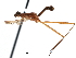  (Nestima viridinsula - Sample-demo57)  @11 [ ] CreativeCommons - Attribution (2018) CBG Photography Group Centre for Biodiversity Genomics