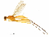  (Papeza szentivanyi - Sample-demo61)  @11 [ ] CreativeCommons - Attribution (2018) CBG Photography Group Centre for Biodiversity Genomics