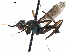  (Paragrallomyia aliceae - Sample-demo76)  @11 [ ] CreativeCommons - Attribution (2018) CBG Photography Group Centre for Biodiversity Genomics