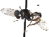  (Paragrallomyia tibialis - Sample-demo78)  @11 [ ] CreativeCommons - Attribution (2018) CBG Photography Group Centre for Biodiversity Genomics