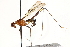  (Scipopus nigriscapus - UGIC116-15)  @12 [ ] CreativeCommons - Attribution (2015) CBG Photography Group Centre for Biodiversity Genomics