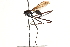  ( - UGIC132-15)  @11 [ ] CreativeCommons - Attribution (2015) CBG Photography Group Centre for Biodiversity Genomics