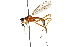  (Mesoconius nigricephala - UGIC162-15)  @11 [ ] CreativeCommons - Attribution (2015) CBG Photography Group Centre for Biodiversity Genomics