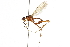  (Mesoconius triunfo - UGIC163-15)  @11 [ ] CreativeCommons - Attribution (2015) CBG Photography Group Centre for Biodiversity Genomics