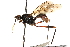  (Mesoconius infestus - UGIC165-15)  @11 [ ] CreativeCommons - Attribution (2015) CBG Photography Group Centre for Biodiversity Genomics