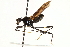  (Mesoconius nigra - UGIC169-15)  @11 [ ] CreativeCommons - Attribution (2015) CBG Photography Group Centre for Biodiversity Genomics