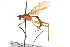  (Mesoconius zorro - UGIC172-15)  @14 [ ] CreativeCommons - Attribution (2015) CBG Photography Group Centre for Biodiversity Genomics