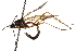  (Mesoconius nigropleuron - UGIC177-15)  @12 [ ] CreativeCommons - Attribution (2015) CBG Photography Group Centre for Biodiversity Genomics