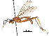  ( - debu00100235)  @11 [ ] CreativeCommons - Attribution (2018) CBG Photography Group Centre for Biodiversity Genomics