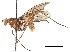  (Mesoconius anchitarsus - debu00151729)  @11 [ ] CreativeCommons - Attribution (2018) CBG Photography Group Centre for Biodiversity Genomics
