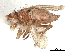  (Ceroptera rufitarsis - DEBU00154355)  @11 [ ] CreativeCommons - Attribution (2020) CBG Photography Group Centre for Biodiversity Genomics