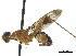  ( - debu00168273)  @11 [ ] CreativeCommons - Attribution (2018) CBG Photography Group Centre for Biodiversity Genomics