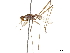  (Scipopus argentum - debu00177942)  @11 [ ] CreativeCommons - Attribution (2019) CBG Photography Group Centre for Biodiversity Genomics