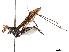  (Scipopus kubus - debu00206289)  @11 [ ] CreativeCommons - Attribution (2019) CBG Photography Group Centre for Biodiversity Genomics