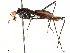  (Scipopus brikelos - debu00206321)  @11 [ ] CreativeCommons - Attribution (2019) CBG Photography Group Centre for Biodiversity Genomics