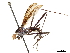  (Scipopus erythrocephalus - debu00256946)  @13 [ ] CreativeCommons - Attribution (2019) CBG Photography Group Centre for Biodiversity Genomics