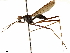 ( - debu00260110)  @11 [ ] CreativeCommons - Attribution (2019) CBG Photography Group Centre for Biodiversity Genomics