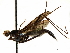  ( - debu00280292)  @13 [ ] CreativeCommons - Attribution (2019) CBG Photography Group Centre for Biodiversity Genomics