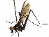  ( - debu00281552)  @11 [ ] CreativeCommons - Attribution (2019) CBG Photography Group Centre for Biodiversity Genomics