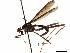  (Scipopus convexus - debu00281750)  @11 [ ] CreativeCommons - Attribution (2019) CBG Photography Group Centre for Biodiversity Genomics