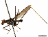  ( - debu00294649)  @11 [ ] CreativeCommons - Attribution (2019) CBG Photography Group Centre for Biodiversity Genomics