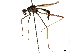  ( - debu00294650)  @11 [ ] CreativeCommons - Attribution (2019) CBG Photography Group Centre for Biodiversity Genomics