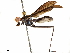  (Scipopus furcifer - debu00312073)  @11 [ ] CreativeCommons - Attribution (2019) CBG Photography Group Centre for Biodiversity Genomics