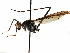  ( - debu00339811)  @11 [ ] CreativeCommons - Attribution (2019) CBG Photography Group Centre for Biodiversity Genomics