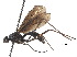  (Mesoconius noteques - debu00340965)  @11 [ ] CreativeCommons - Attribution (2018) CBG Photography Group Centre for Biodiversity Genomics