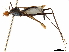  (Scipopus wokomung - debu00379410)  @11 [ ] CreativeCommons - Attribution (2019) CBG Photography Group Centre for Biodiversity Genomics