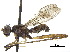  (Systellapha ornatithorax - debu01088963)  @11 [ ] CreativeCommons - Attribution (2018) CBG Photography Group Centre for Biodiversity Genomics