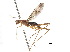  ( - debu01088973)  @11 [ ] CreativeCommons - Attribution (2018) CBG Photography Group Centre for Biodiversity Genomics
