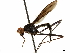  (Scipopus souzalopesi - debu01088985)  @11 [ ] CreativeCommons - Attribution (2019) CBG Photography Group Centre for Biodiversity Genomics