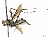  ( - debu01088987)  @11 [ ] CreativeCommons - Attribution (2019) CBG Photography Group Centre for Biodiversity Genomics