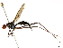  ( - debu01088995)  @11 [ ] CreativeCommons - Attribution (2019) CBG Photography Group Centre for Biodiversity Genomics